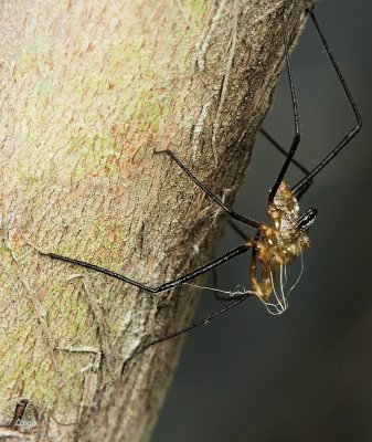 Assasin Bug's Final Instar
