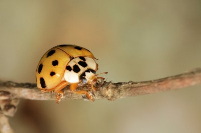 Lady Bug