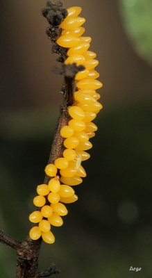 Lady Bug Eggs