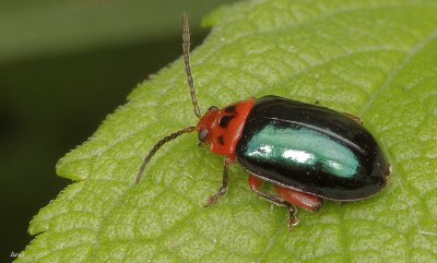 Green and Red Leaf  Beetle