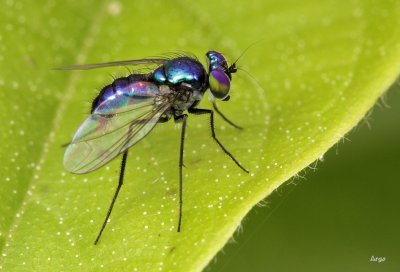 Long Legged  Fly