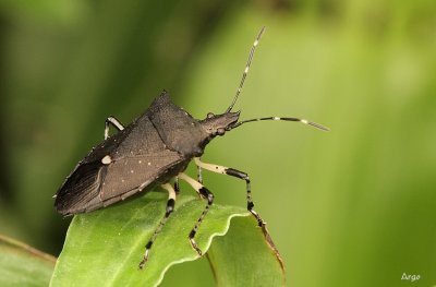 Spined Soldier Bug 