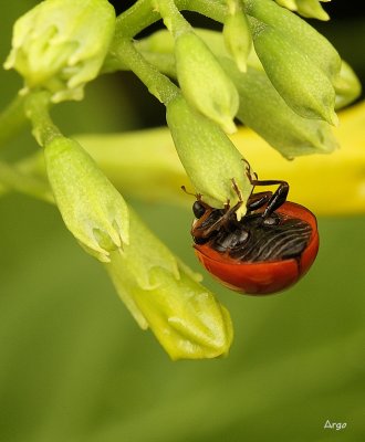 Lady Bug 