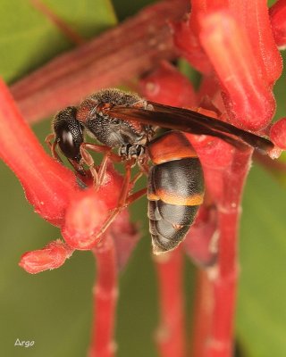 IMG_1483.JPG