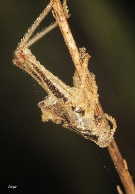 Grasshopper
