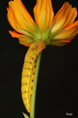 Cloudless Sulphur Caterpillar