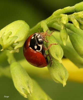 Lady Bug 3.JPG