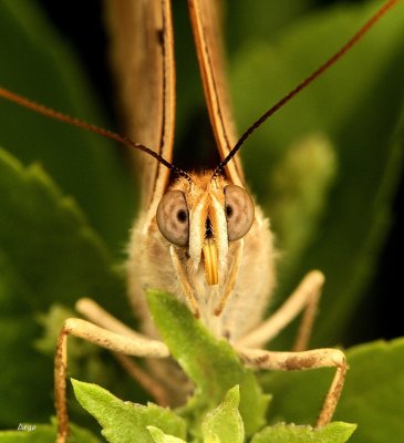 Tawny Emperor