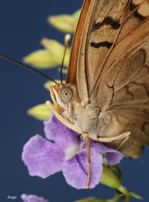 Tawny Emperor