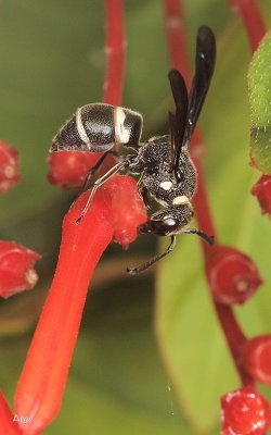 Flower Fly
