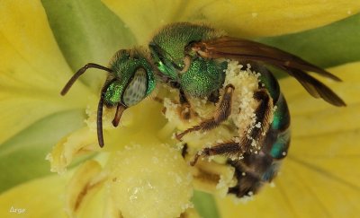 Metallic Green Sweat Bee