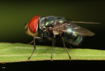 Green Fly