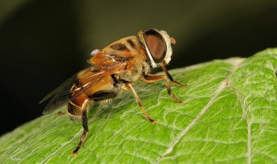 Hover Fly