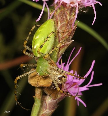Green Lynx Spider 