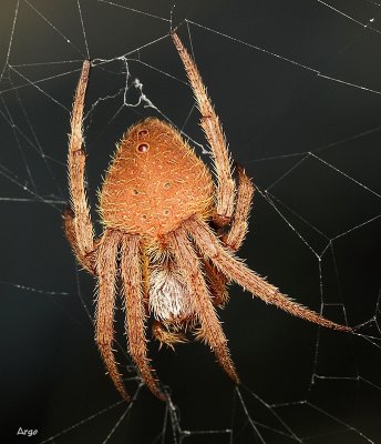 Orb Weaver