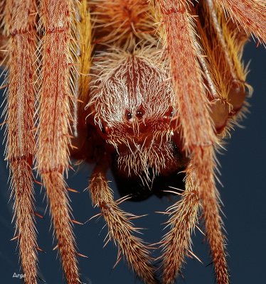 Orb Weaver