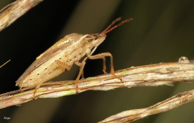 IMG_2068.JPG