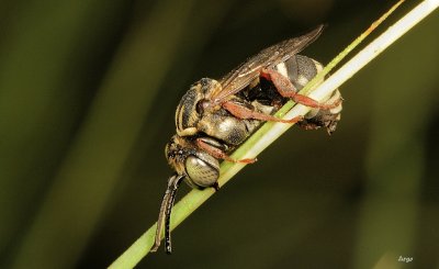 Sleeping Bee