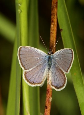 Ceraunus Blue 