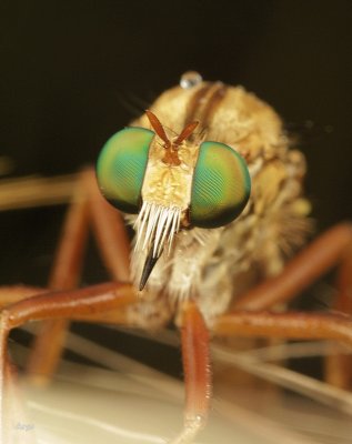 Robber fly 