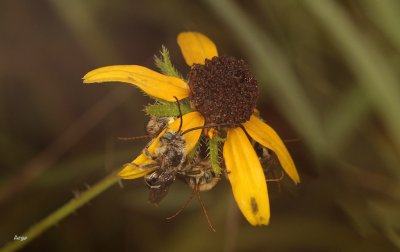 Sleeping Bees