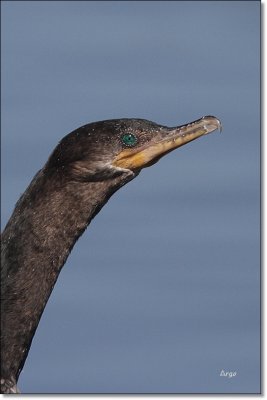 Neo-tropic Cormorant
