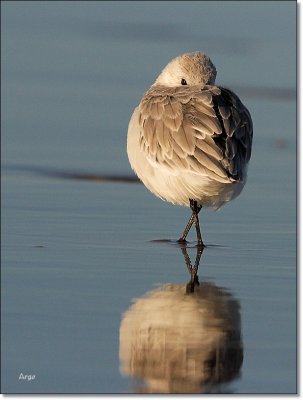 Sanderling