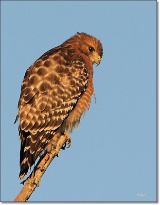 Red-shouldered Hawk 