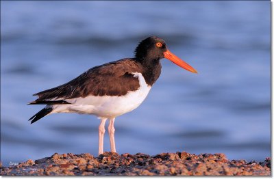 American Oystercatcher