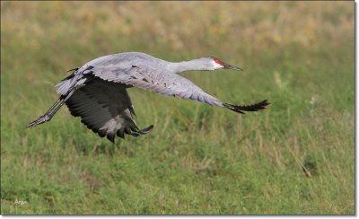 Sandhill Crane