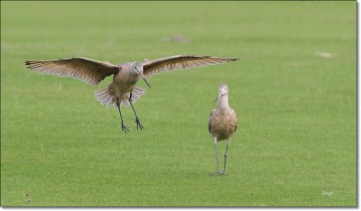 Marbled Godwit 