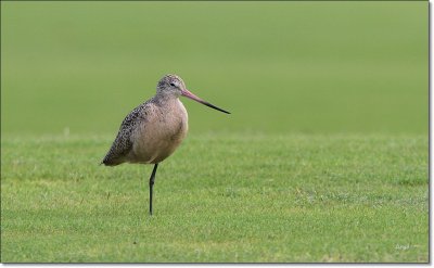 Marbled Godwit