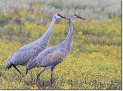 Sandhill Cranes 