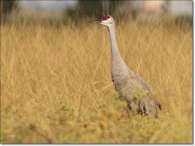 Sandhill Crane