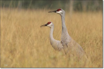 Sandhill Cranes