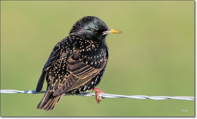 European Starling