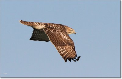 Red-tailed Hawk