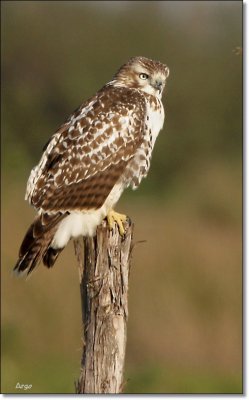 Red-tailed Hawk