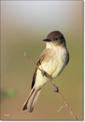 Eastern Phoebe