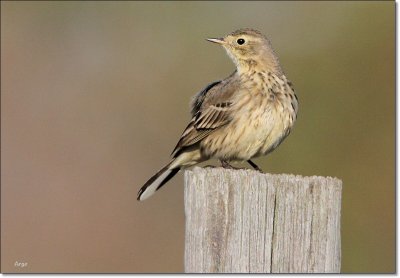 American Pipit 