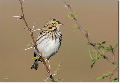 Savannah Sparrow