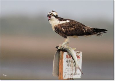 Osprey 