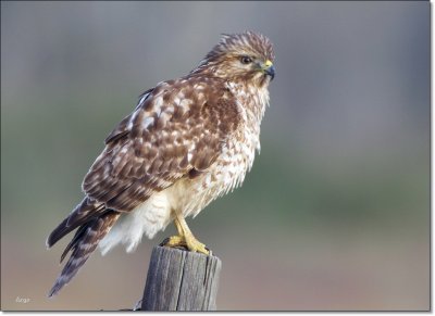 Red-tailed Hawk