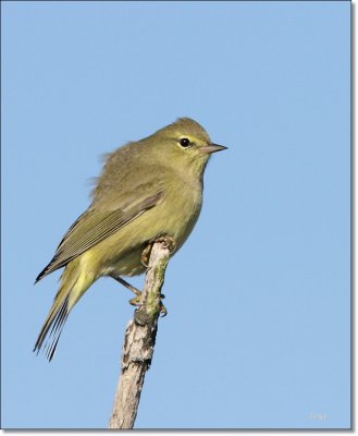 Orange Crowned Warbler