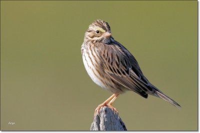Savannah Sparrow