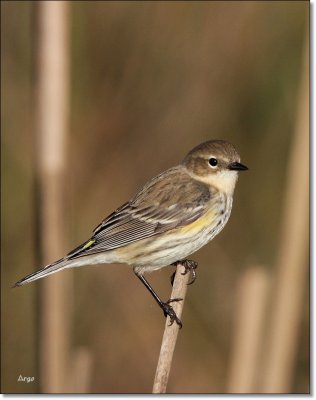 Yellow-rumped Warbler 