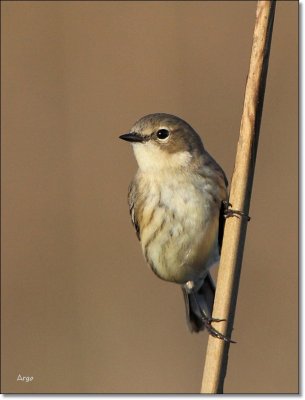 Yellow-rumped Warbler