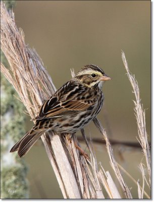 Savannah Sparrow 