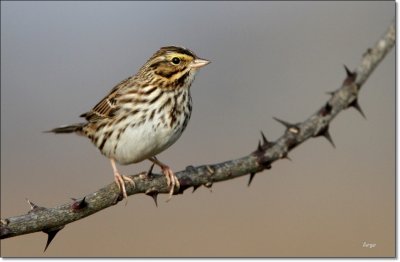 Savannah Sparrow 