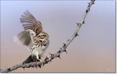 Savannah Sparrow